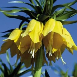 Yellow Crown Imperial -Perennials Sales Store fritillariayellow 1
