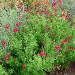 Furman's Red Texas Salvia -Perennials Sales Store furmans red texas salvia