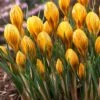 Fuscotinctus Snow Crocus -Perennials Sales Store fuscotinctus snow crocus