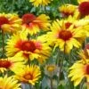 Amber Wheels Gaillardia -Perennials Sales Store gaillardia aristida amber wheels 3
