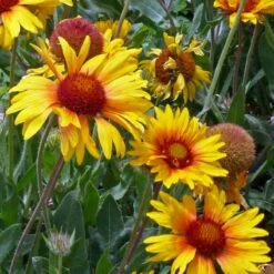 Amber Wheels Gaillardia -Perennials Sales Store gaillardia aristida amber wheels 4