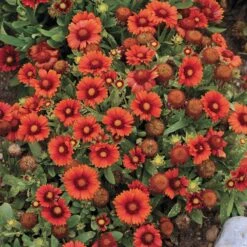 Arizona Red Shades Gaillardia -Perennials Sales Store gaillardia arizona red shades flowers