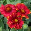 Arizona Red Shades Gaillardia -Perennials Sales Store gaillardia grandiflora az red shades close up of flwrscc 1