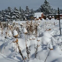 Coronation Gold Yarrow -Perennials Sales Store garden in snow dianeoneil