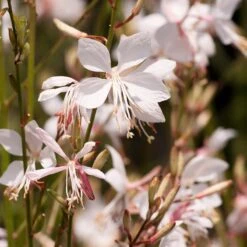 Snow Fountain Gaura -Perennials Sales Store gaura lindheimeri snowfountain bloom
