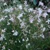 Snow Fountain Gaura