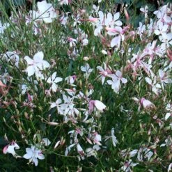 Snow Fountain Gaura -Perennials Sales Store gaura snow fountain plant haven