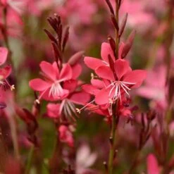 Whiskers Deep Rose Gaura -Perennials Sales Store gaura whiskers deep rose