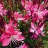 Whiskers Deep Rose Gaura -Perennials Sales Store gaura whiskers deep rose 2 1