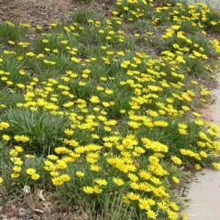 Colorado Gold® Gazania -Perennials Sales Store gazania linearis colorado gold treassure gold flower