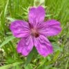 Sticky Geranium -Perennials Sales Store geranium viscosissimum 1