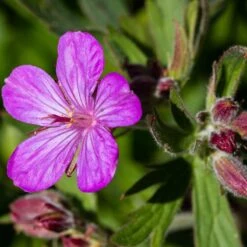 Sticky Geranium -Perennials Sales Store geranium viscosissimum 3