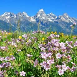 Sticky Geranium -Perennials Sales Store geranium viscosissimum 4