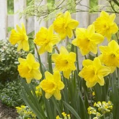 Gigantic Star Large Cupped Daffodil -Perennials Sales Store gigantic star daffodil narcissus cropped 1