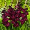 Espresso Gladiolus -Perennials Sales Store gladiolus espresso flwoer blooms garden