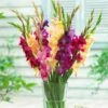 Mardi Gras Gladiolus Mix -Perennials Sales Store gladiolus mardi gras mix