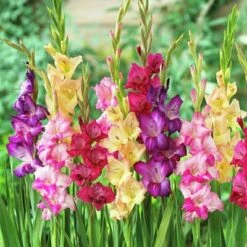 Rainbow Gladiolus Mix -Perennials Sales Store gladiolusmix3 1