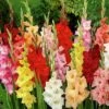 Rainbow Gladiolus Mix -Perennials Sales Store gladiolusmix5 1