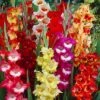 Parrot Gladiolus Mix -Perennials Sales Store gladiolusparrotmix1 1