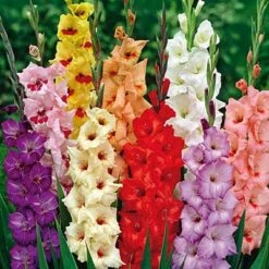 Rainbow Gladiolus Mix -Perennials Sales Store gladiolusrainbowmix 3