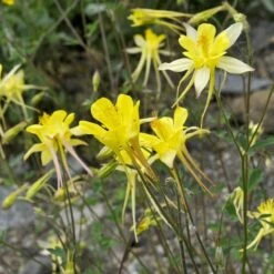 Golden Spur Columbine -Perennials Sales Store golden spur columbine aquilegia