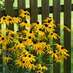 Goldsturm Black Eyed Susan -Perennials Sales Store goldstrum black eyed susan 2