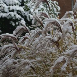 Gracillimus Miscanthus Grass -Perennials Sales Store gracillimus miscanthus grass