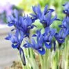 Harmony Specie Iris (Mini Iris) -Perennials Sales Store harmony mini iris specie iris 1