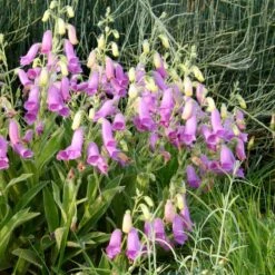 Spanish Peaks® Foxglove -Perennials Sales Store hblvz51 digitalis thapsi spanish peaks 2
