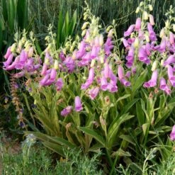 Spanish Peaks® Foxglove -Perennials Sales Store hblvz51 digitalis thapsi spanish peaks
