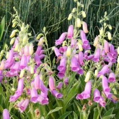 Spanish Peaks® Foxglove -Perennials Sales Store hblvz51 digitalis thapsi spanish peaks 3
