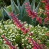 Glowing Embers® Agastache 1 Glowing Embers® Agastache -Perennials Sales Store hcg agastache glowing embers agave havardiana melampodium 1 1