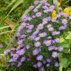 Native Dry Area Wildflower Seed Mix -Perennials Sales Store hcg dry area mix aster
