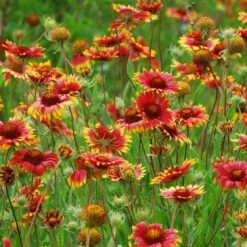 Native Dry Area Wildflower Seed Mix -Perennials Sales Store hcg dry area mix blanketflower