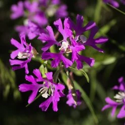 Native Dry Area Wildflower Seed Mix -Perennials Sales Store hcg dry area mix deer horn clarkia