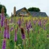 High Country Meadow Native Wildflower Seed Mix -Perennials Sales Store hcg meadow native mix 2