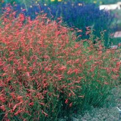 Pineleaf Penstemon -Perennials Sales Store hcg penstemon pinifolius pineleaf beardtongue 75760