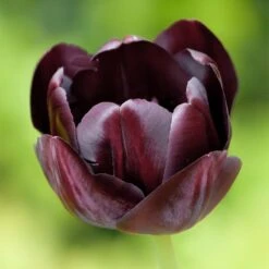 Queen Of The Night Single Late Tulip -Perennials Sales Store hcg single late tulip queen of the night