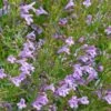 Profuse Pink False Pennyroyal (Hedeoma) -Perennials Sales Store hedeoma hyssopifolia profuse pink close