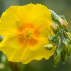 Ben Fhada Rock Rose (Helianthemum) -Perennials Sales Store helianthemum ben fhada blooms buds