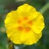 Ben Fhada Rock Rose (Helianthemum) -Perennials Sales Store helianthemum ben fhada yellow