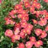 Ben Ledi Rock Rose (Helianthemum) -Perennials Sales Store helianthemum bed ledi cropped 2