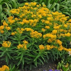 Hello Yellow Butterfly Weed -Perennials Sales Store hello yellow butterfly weed