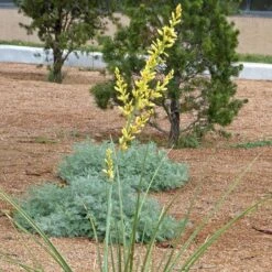 Yellow Flowering Texas Yucca (Hesperaloe) -Perennials Sales Store hesperaloe parviflora yellow flower