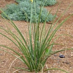 Yellow Flowering Texas Yucca (Hesperaloe) -Perennials Sales Store hesperaloe parviflora yellow plant