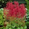 Firefly Coral Bells -Perennials Sales Store heuchera firefly coral bells 1