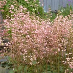 Weston Pink Coral Bells -Perennials Sales Store heuchera weston pink coral bells