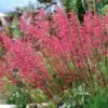 Dwarf Coral Bells -Perennials Sales Store heuchera sanguinea pulchra dwarf coral bells cropped