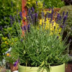 Hidcote Superior English Lavender 7 Hidcote Superior English Lavender -Perennials Sales Store hidcote superior english lavender pot