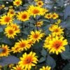 Burning Hearts Heliopsis -Perennials Sales Store high country gardens heliopsis helianthoides burning hearts 2